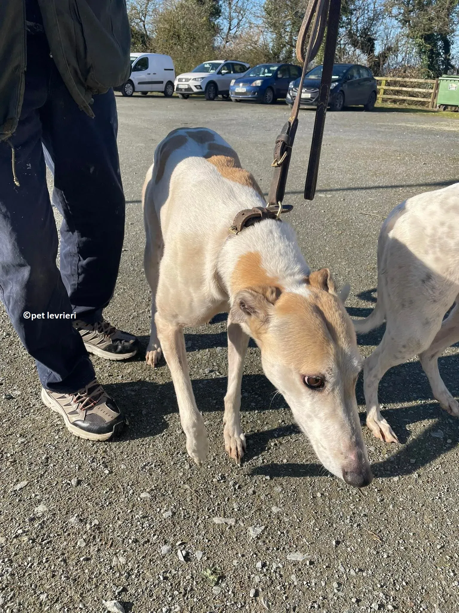 GREY BIANCA E FULVA adozione levriero greyhound9