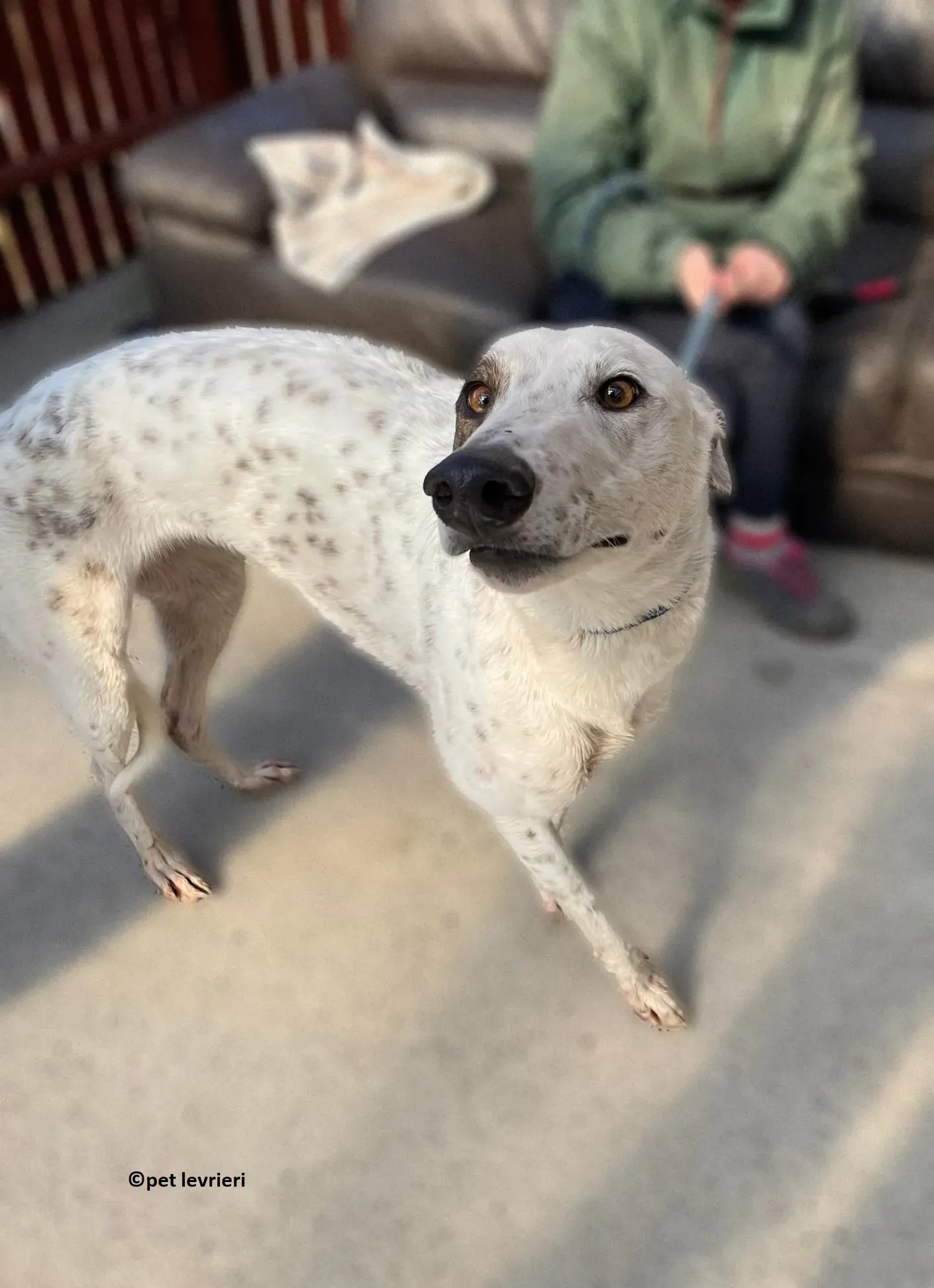 GREY BIANCA NERA adozione levriero greyhound2