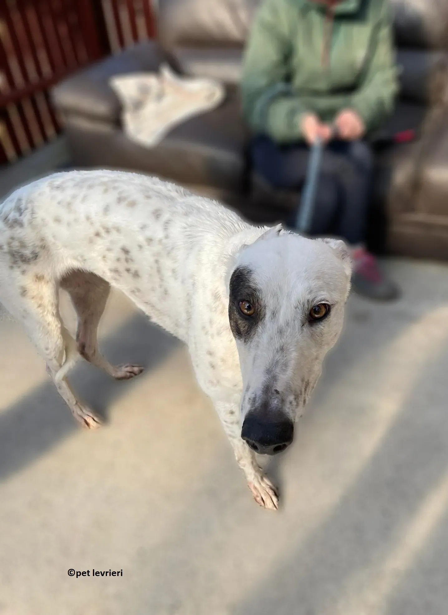 GREY BIANCA NERA adozione levriero greyhound3