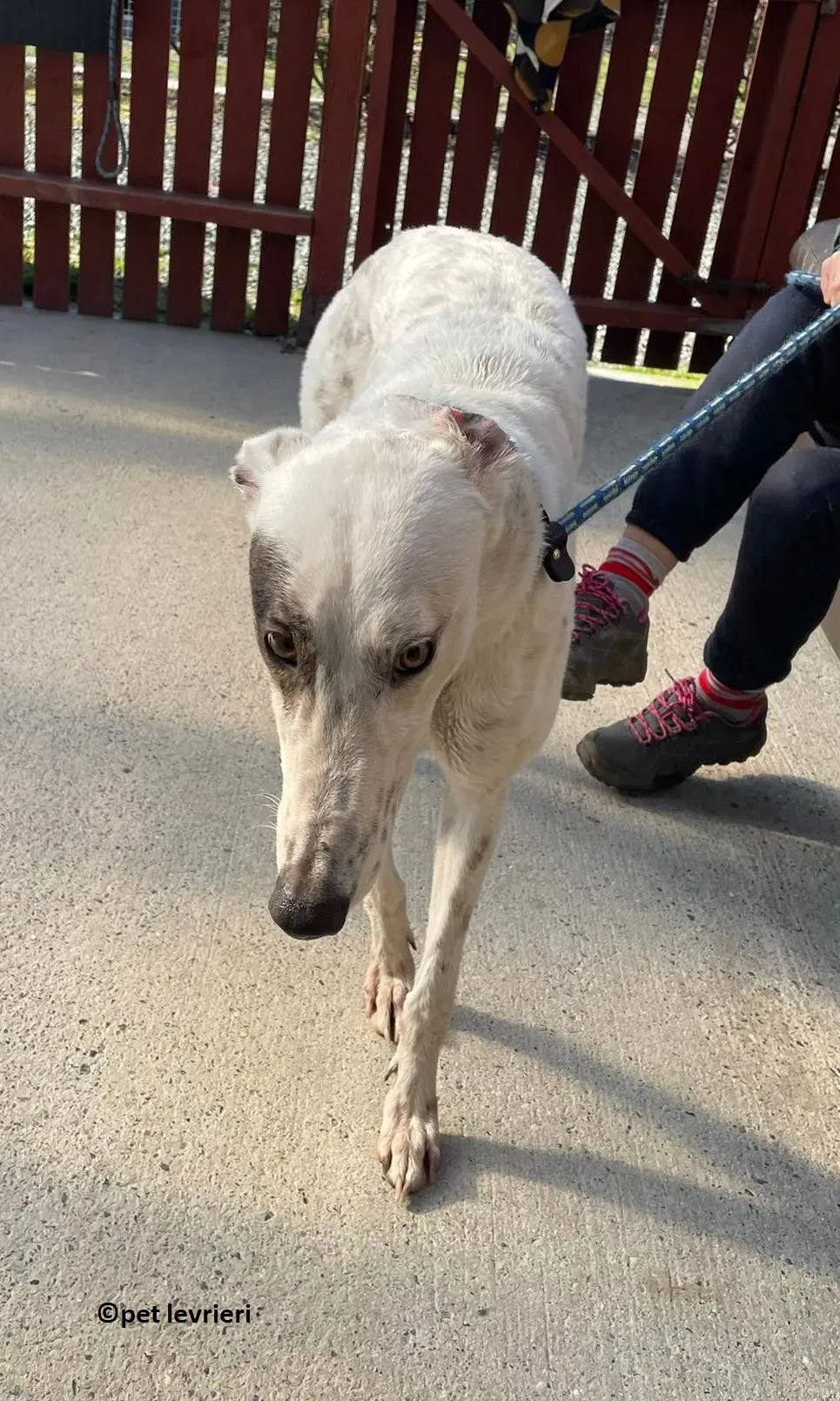 GREY BIANCA NERA adozione levriero greyhound4