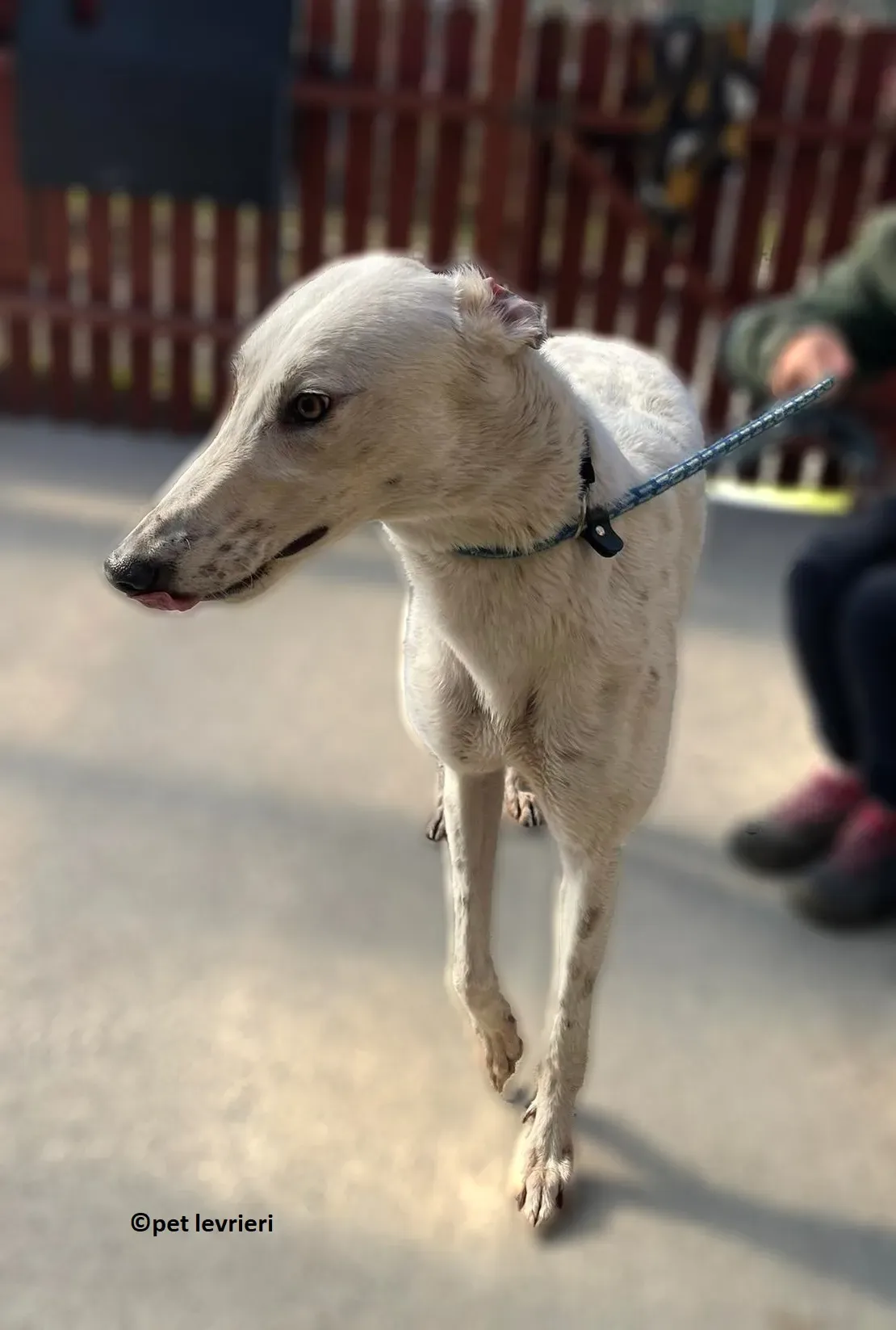 GREY BIANCA NERA adozione levriero greyhound5