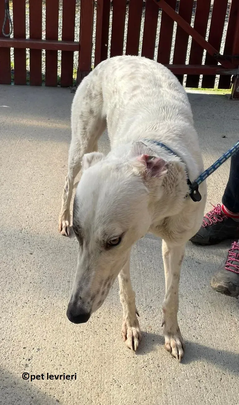 GREY BIANCA NERA adozione levriero greyhound6