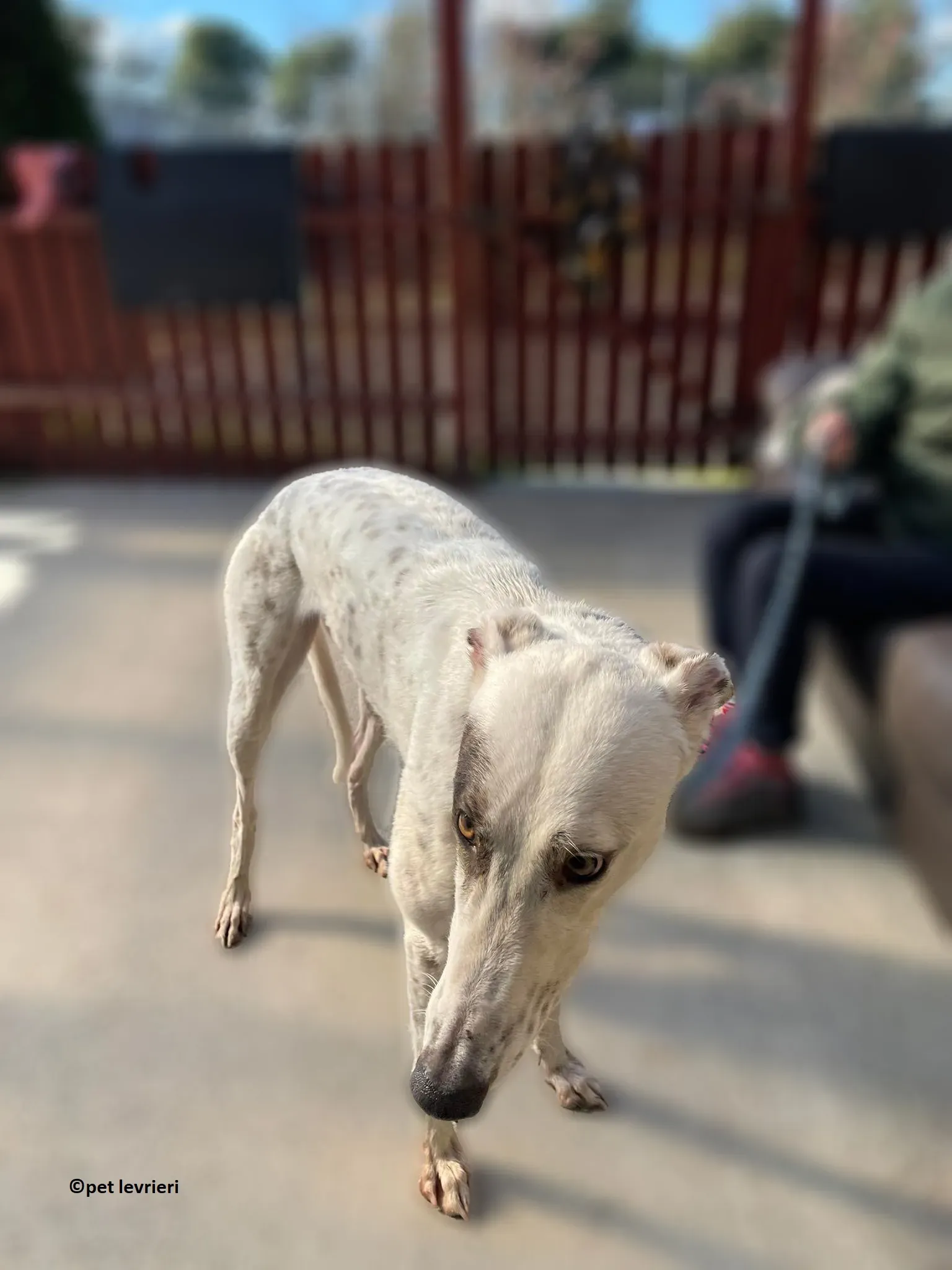 GREY BIANCA NERA adozione levriero greyhound7