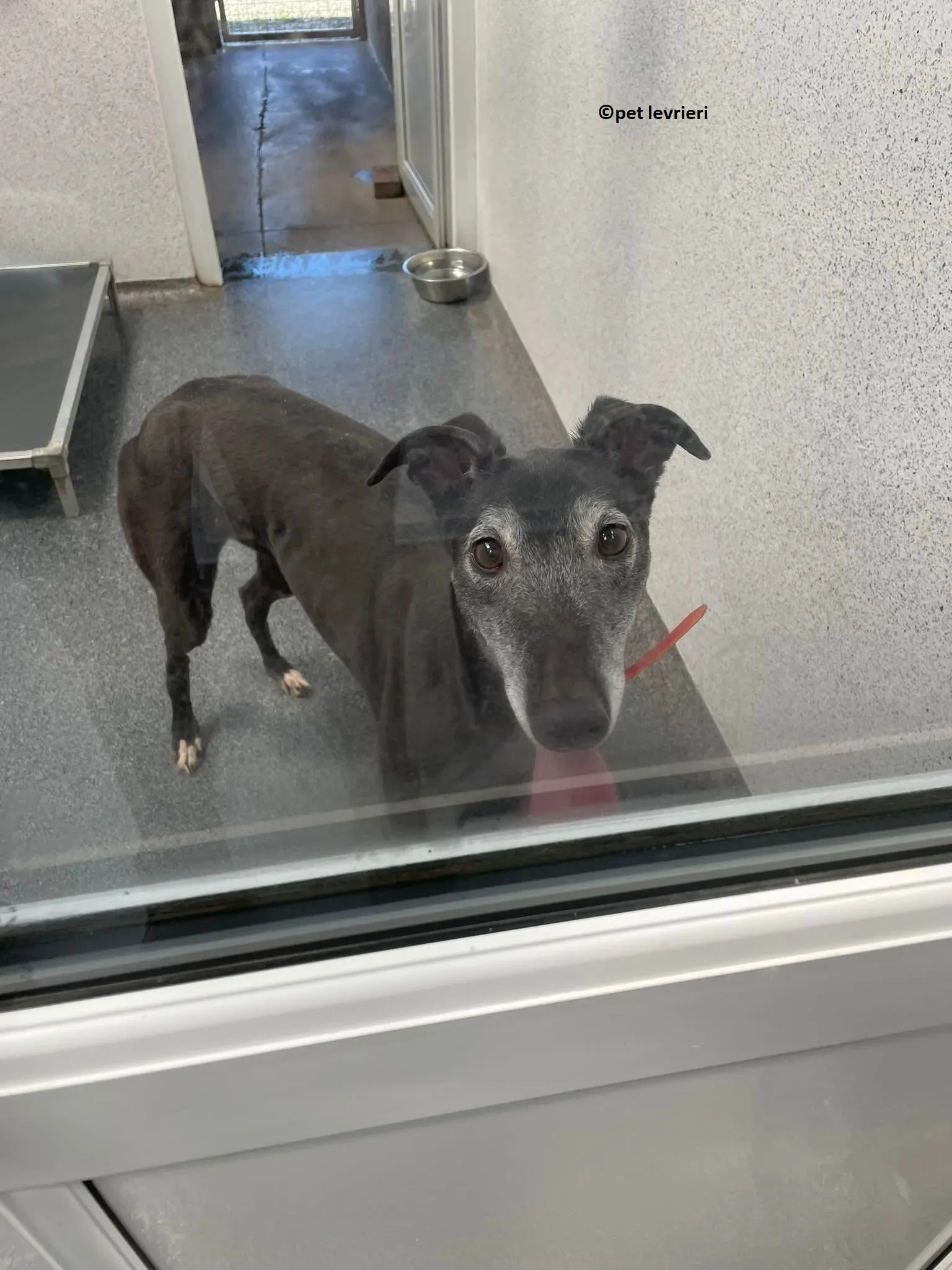 GREY NERA adozione levrieri greyhound1 1