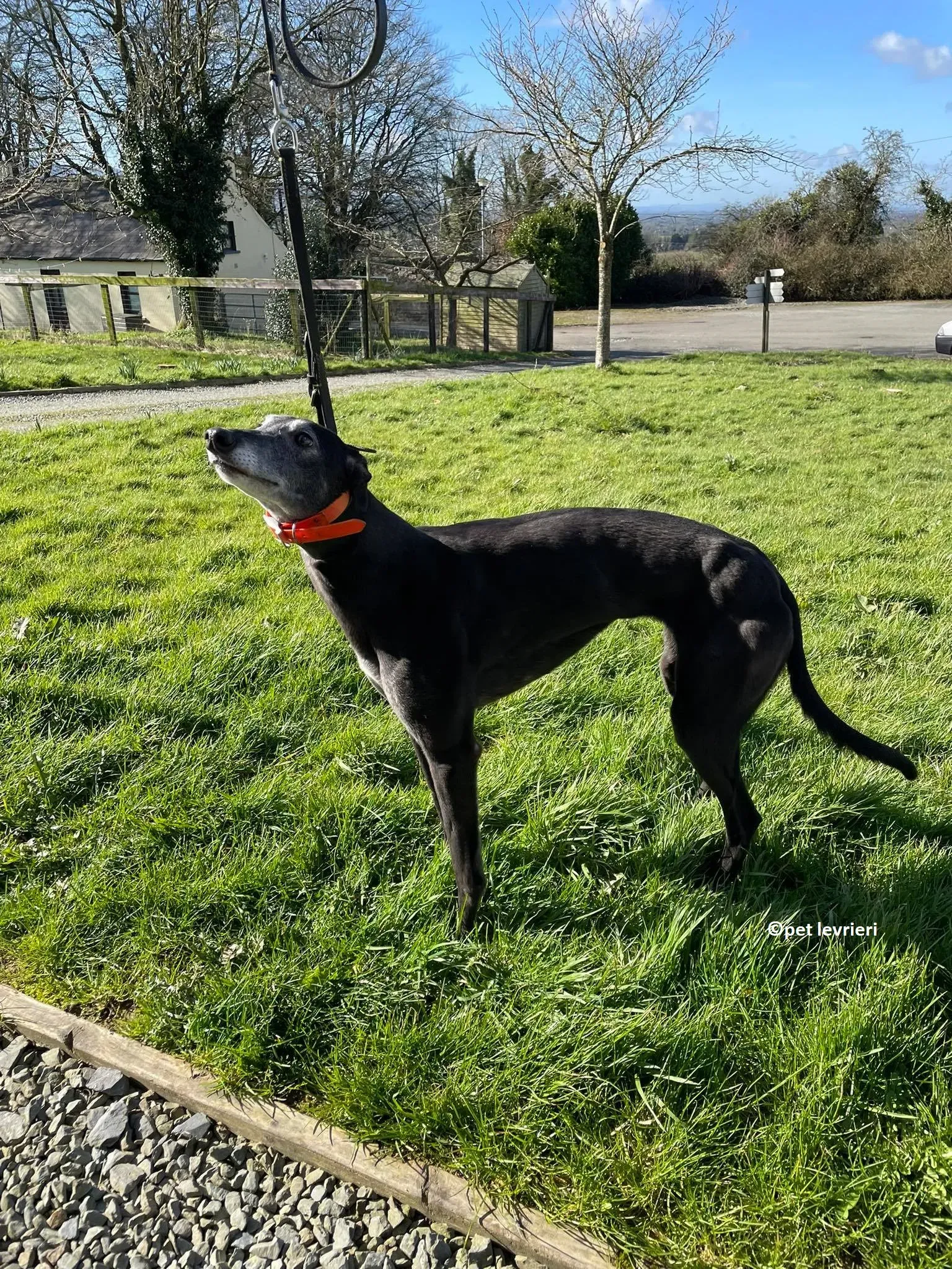 GREY NERA adozione levrieri greyhound10 1