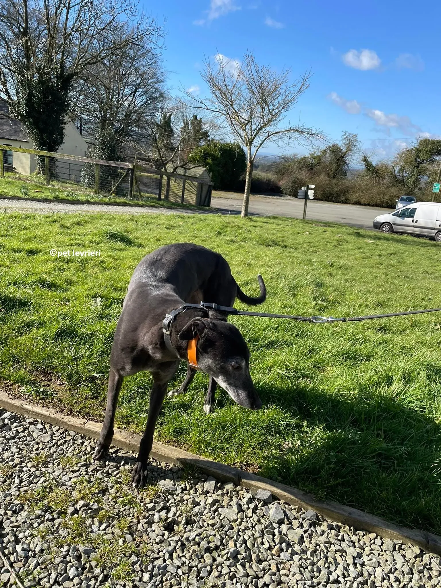 GREY NERA adozione levrieri greyhound11 1