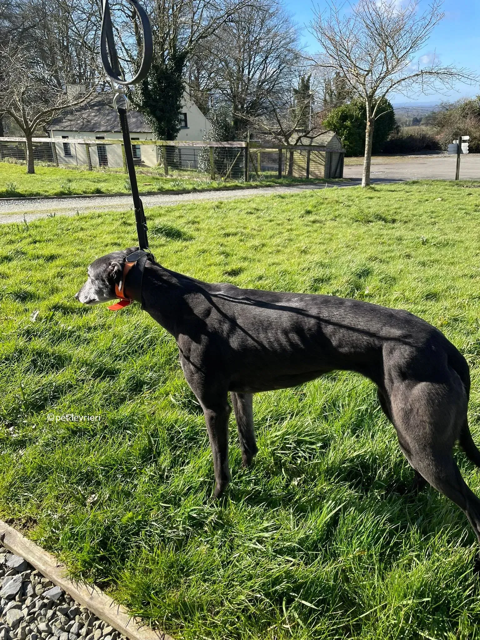 GREY NERA adozione levrieri greyhound12 1