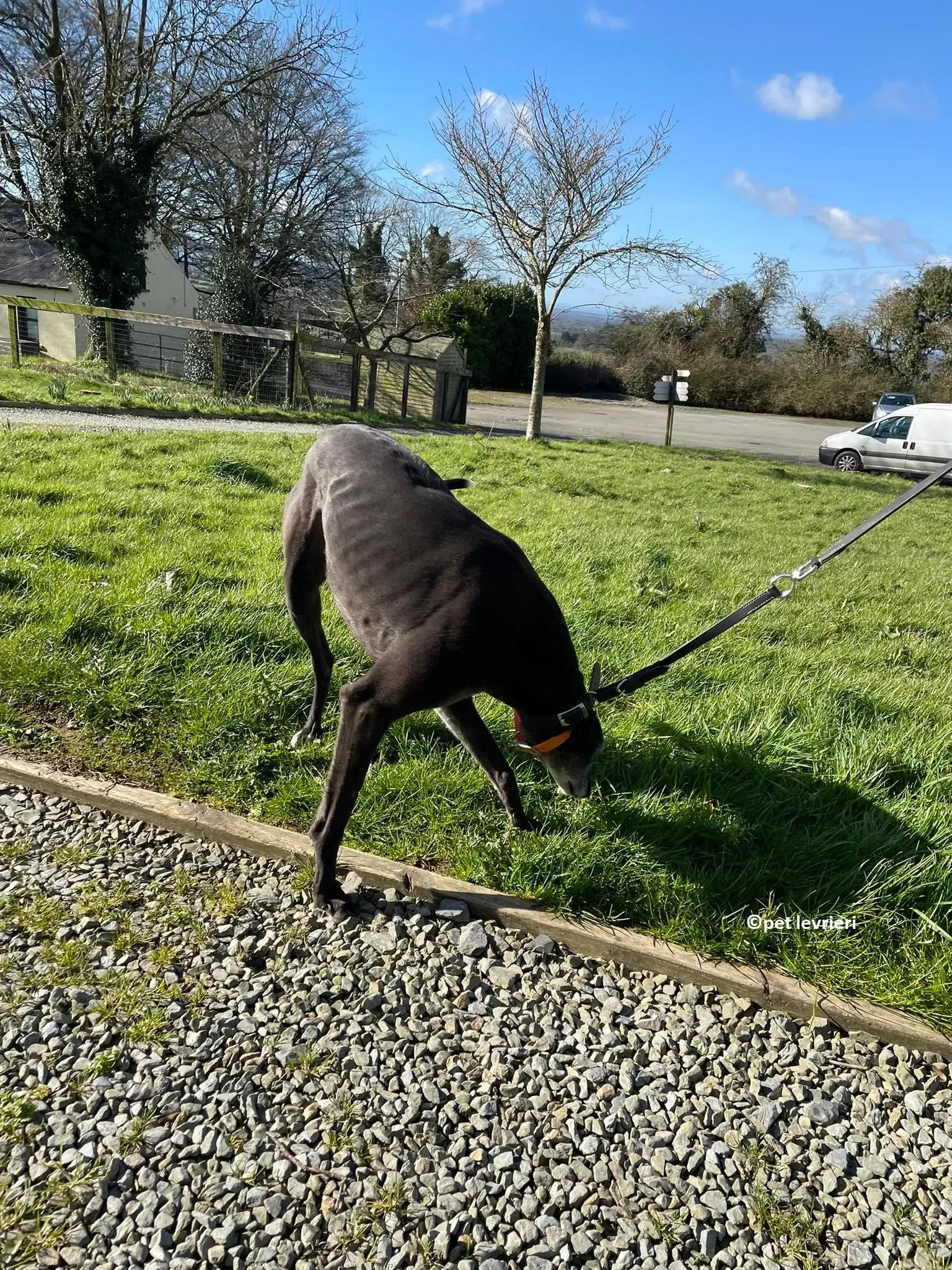 GREY NERA adozione levrieri greyhound13 1