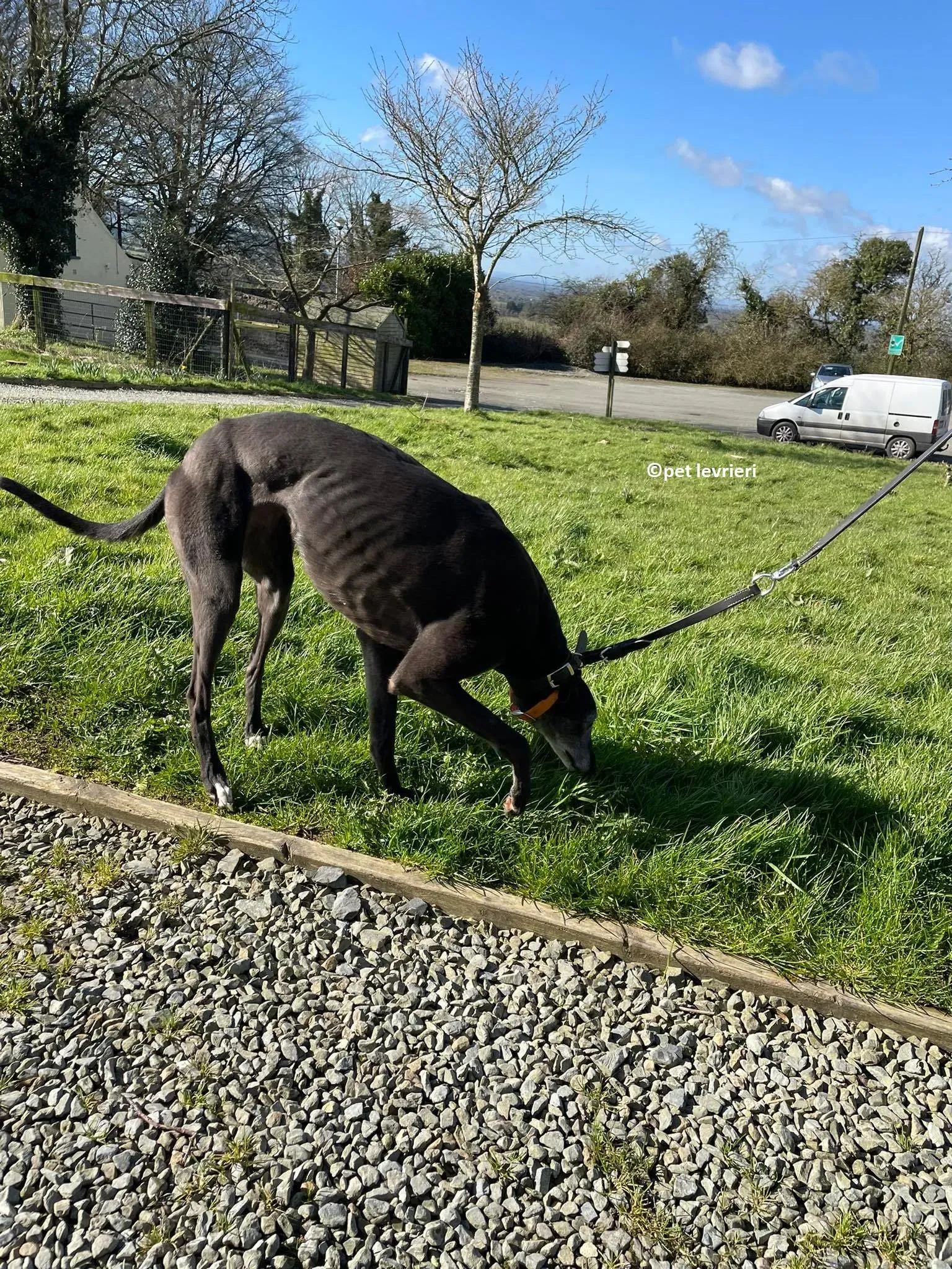 GREY NERA adozione levrieri greyhound14 1