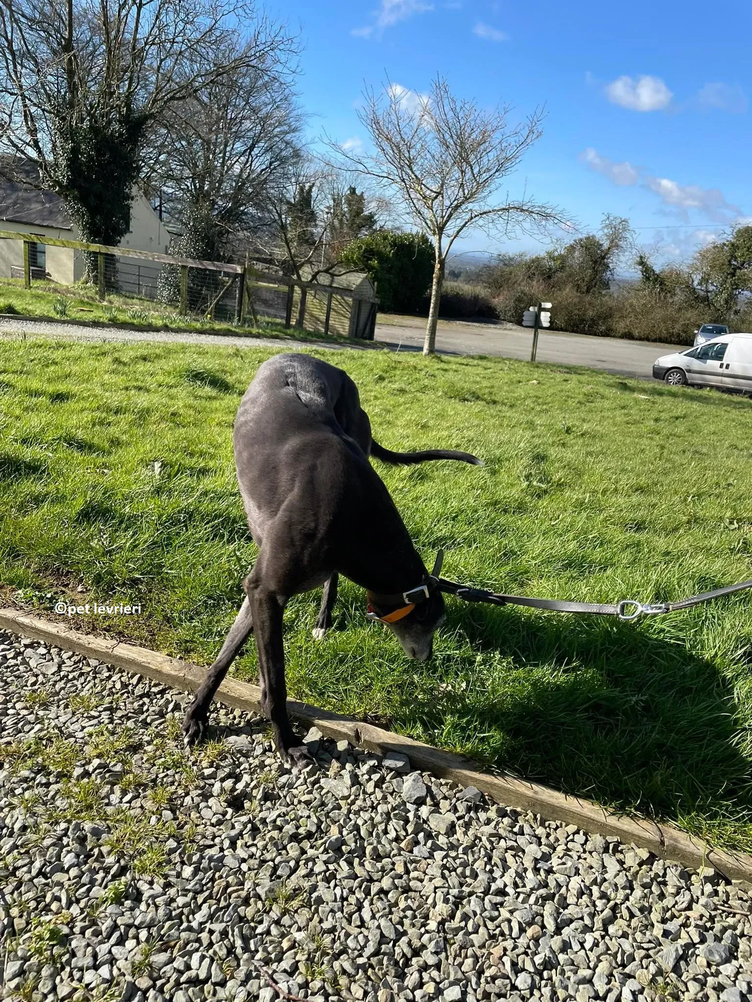 GREY NERA adozione levrieri greyhound15 1