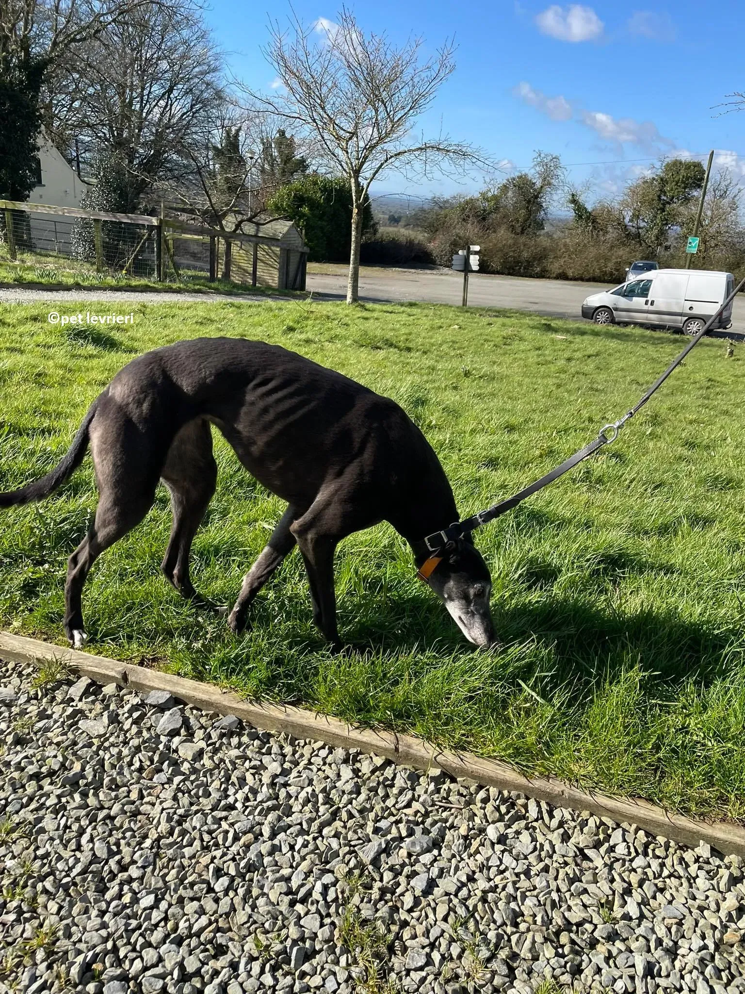 GREY NERA adozione levrieri greyhound16 1