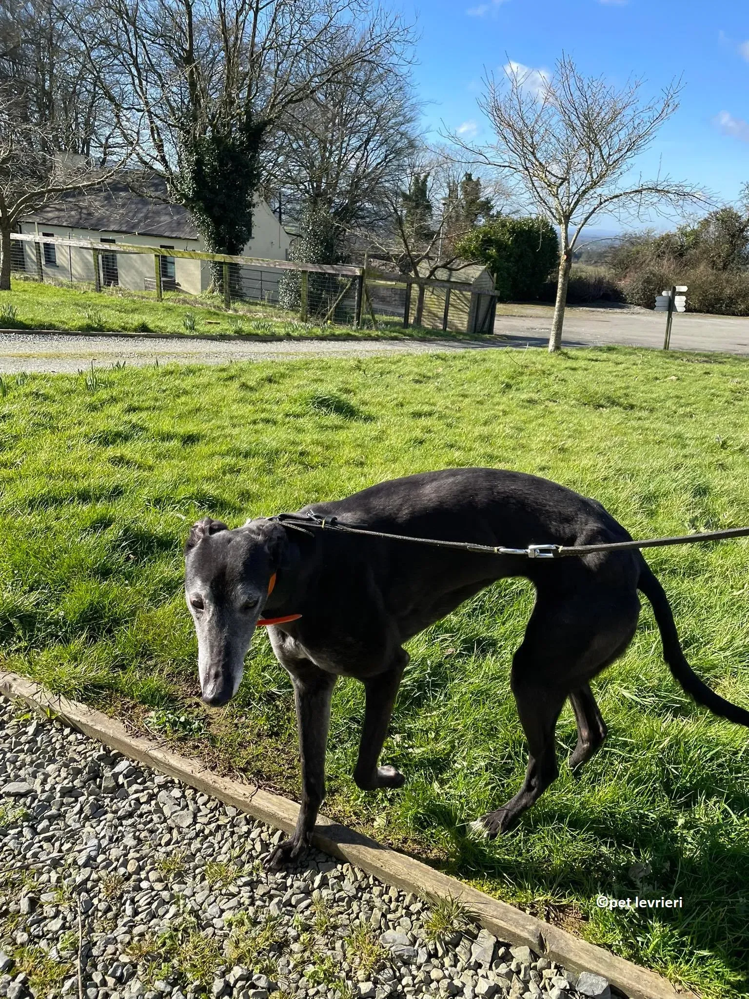 GREY NERA adozione levrieri greyhound2 1