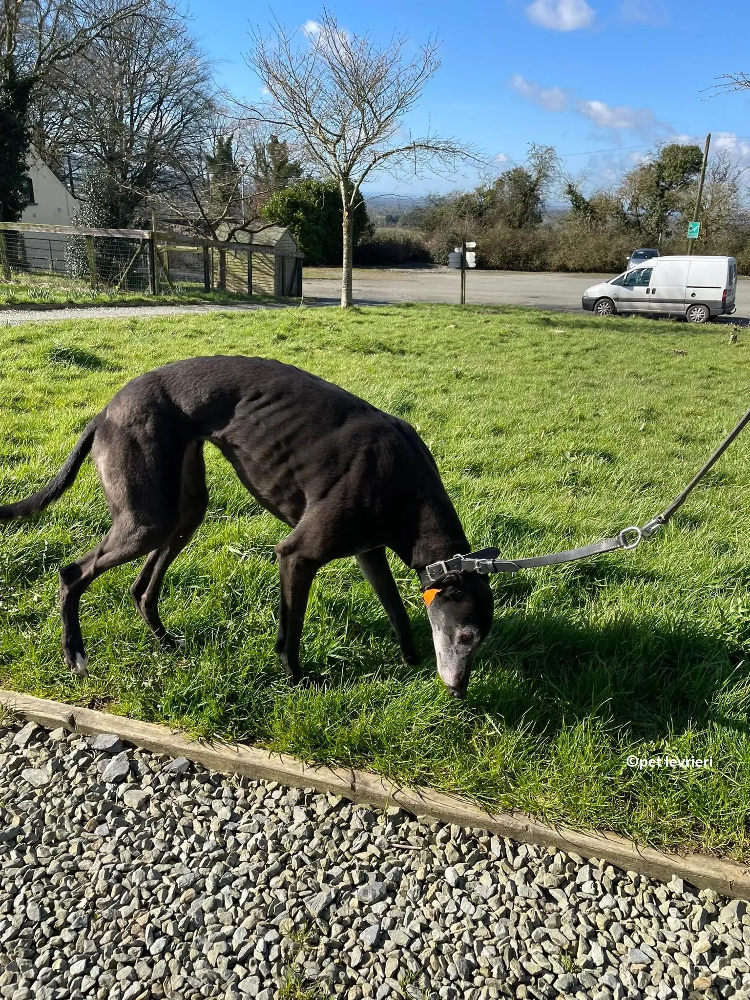 GREY NERA adozione levrieri greyhound3 1