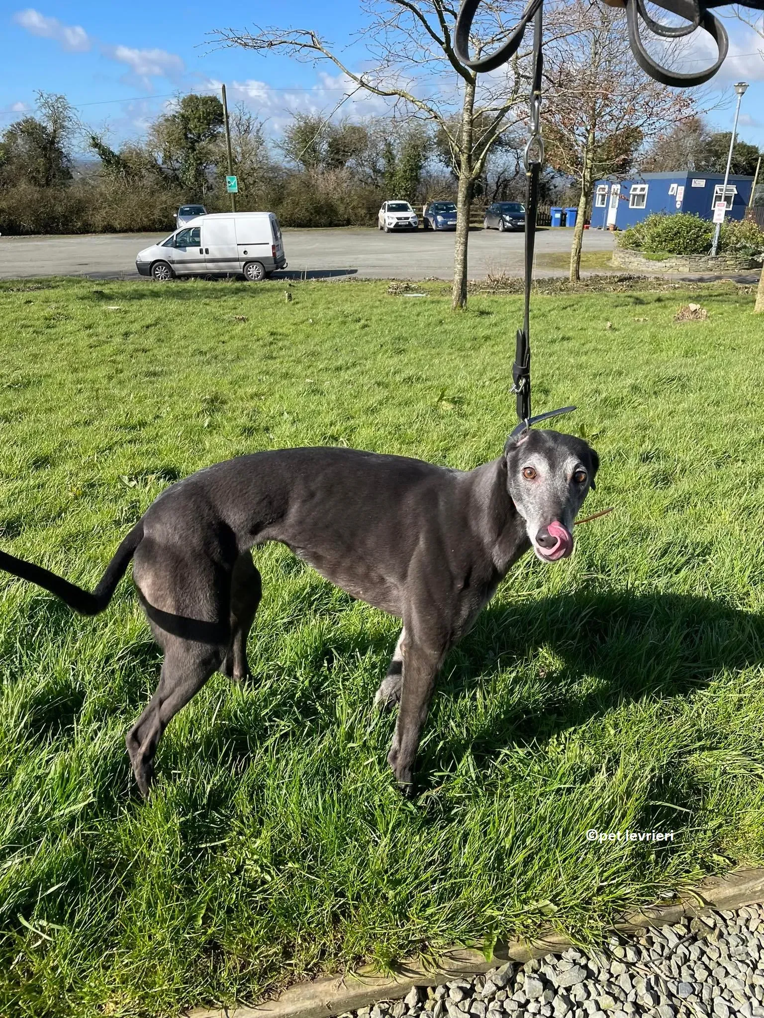 GREY NERA adozione levrieri greyhound4 1