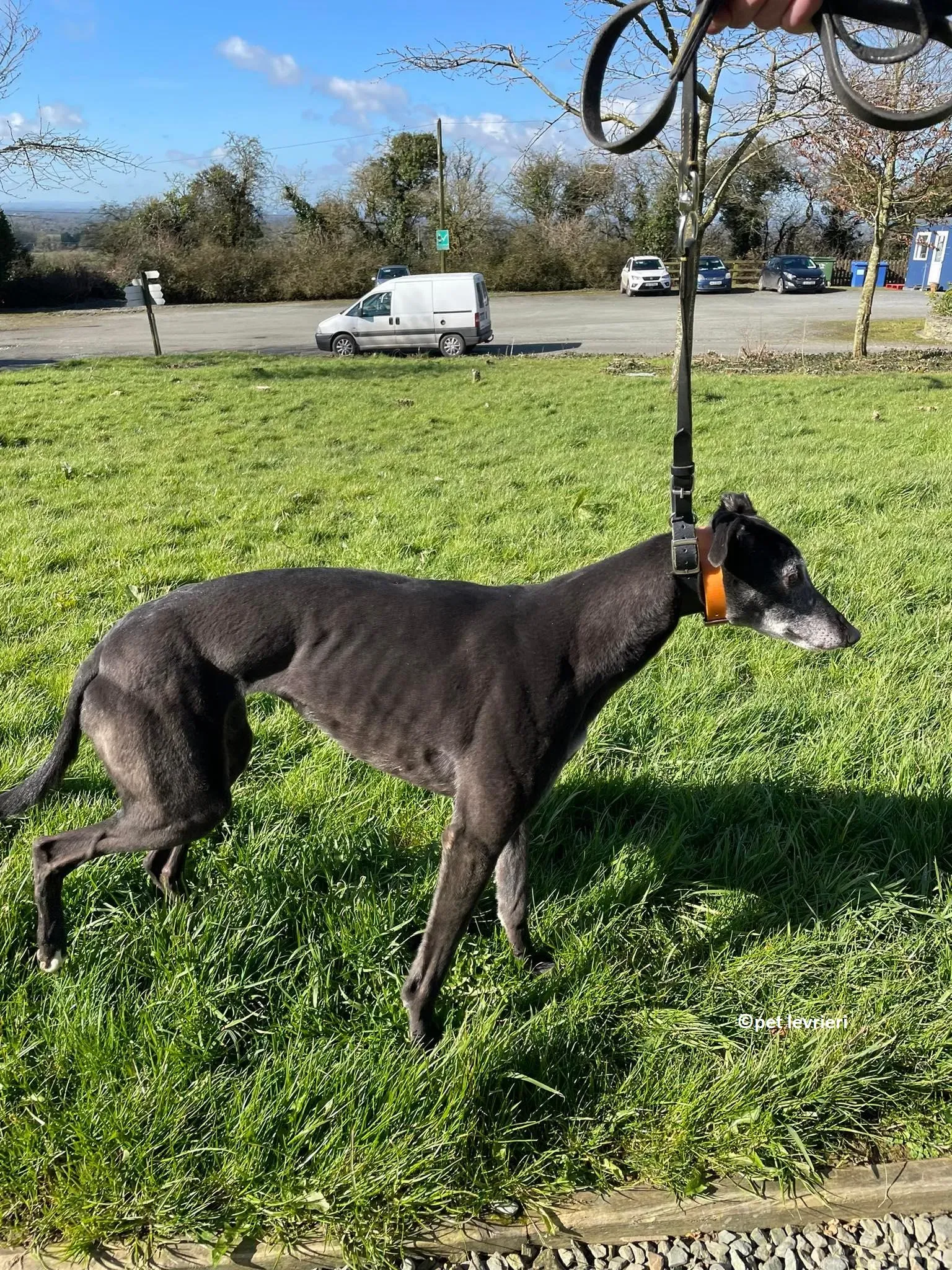 GREY NERA adozione levrieri greyhound5 1