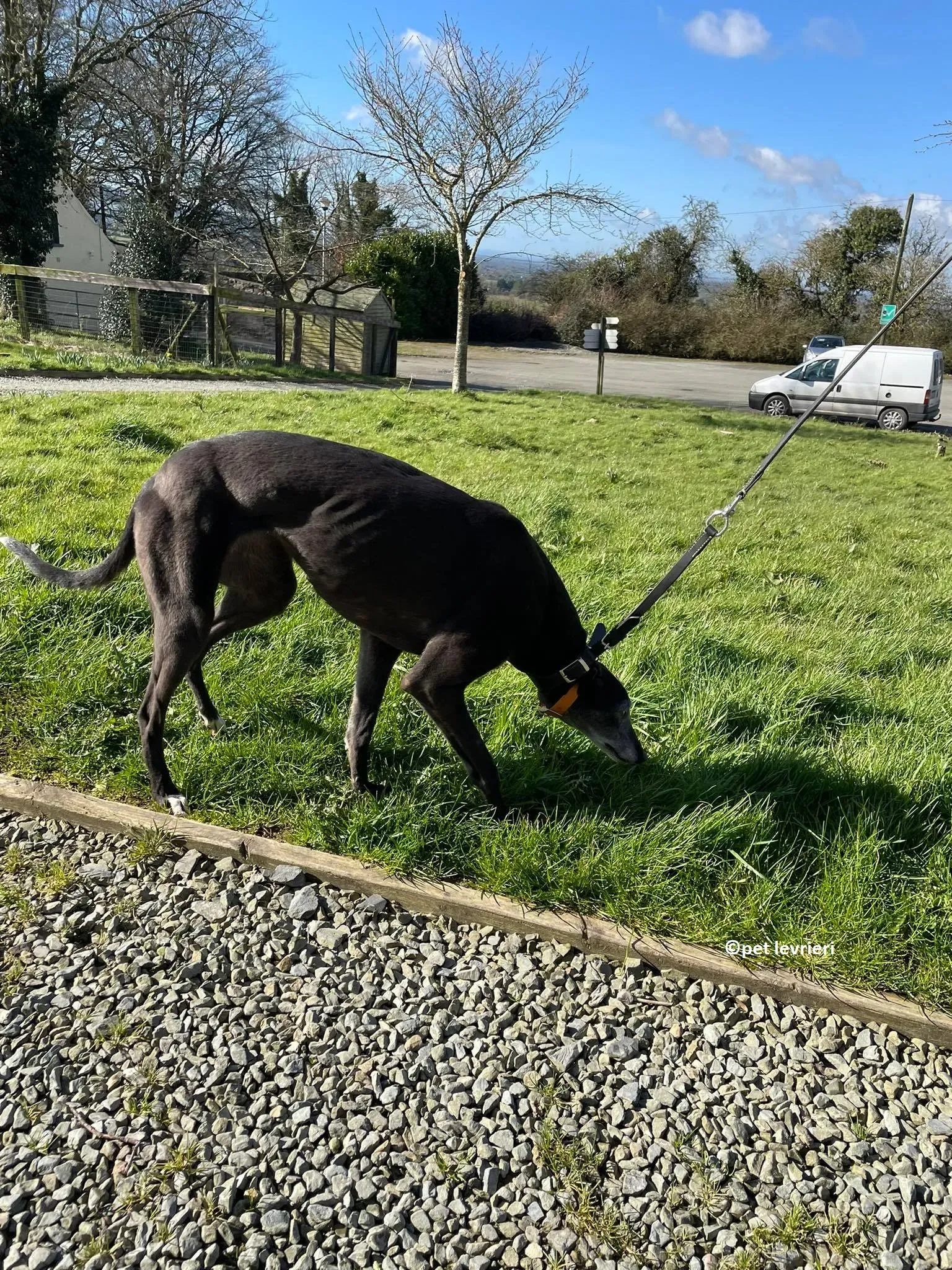 GREY NERA adozione levrieri greyhound6 1