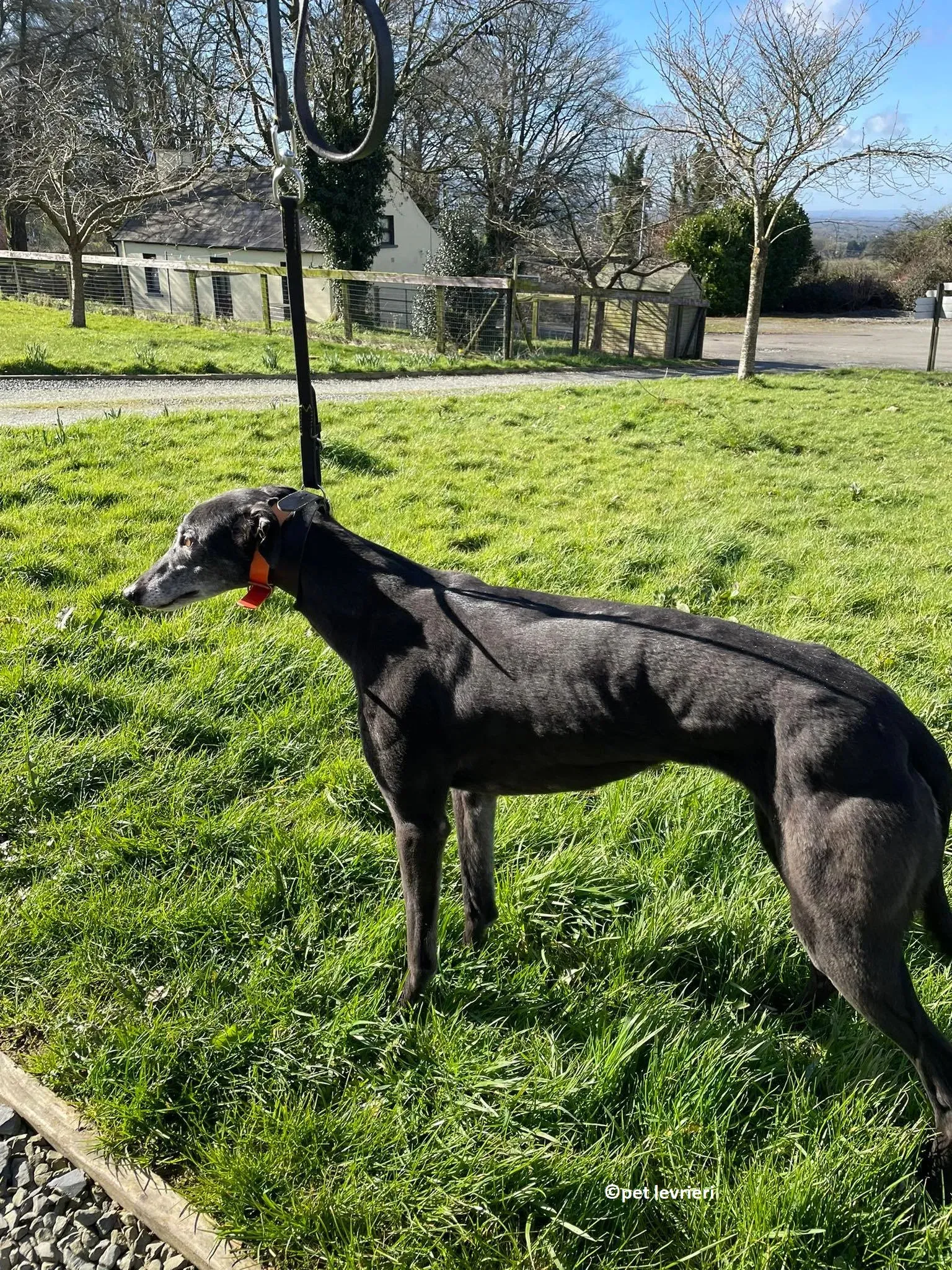 GREY NERA adozione levrieri greyhound7 1