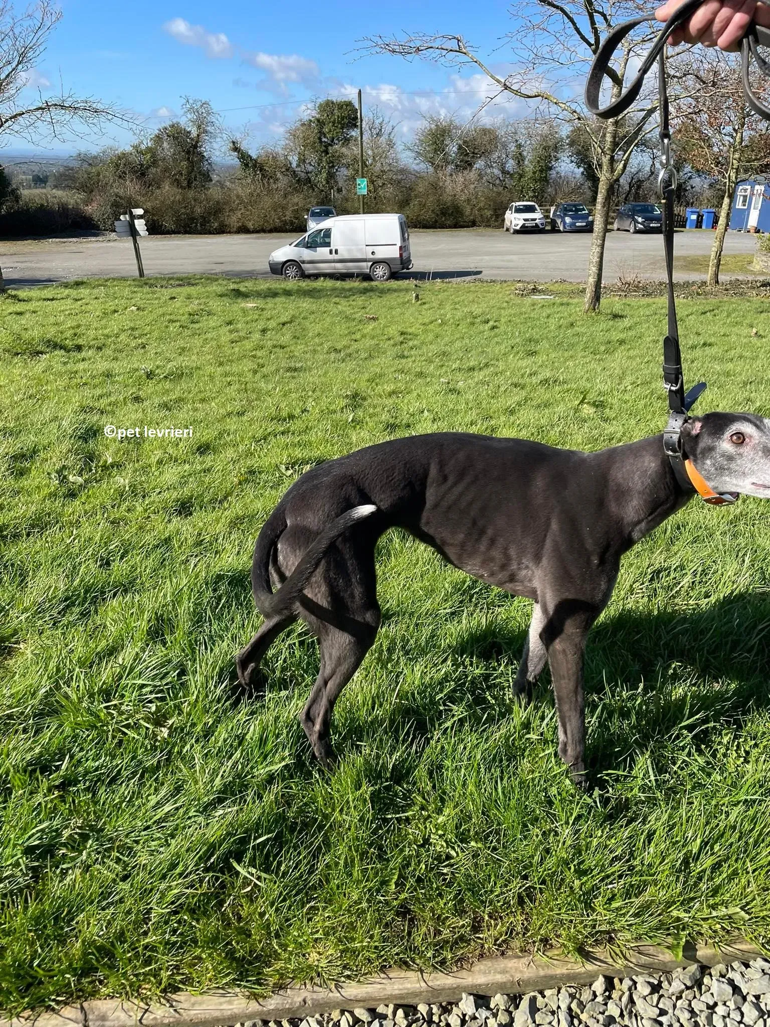 GREY NERA adozione levrieri greyhound8 1