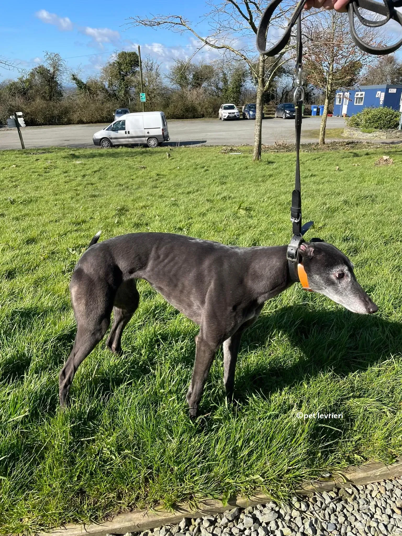 GREY NERA adozione levrieri greyhound9 1