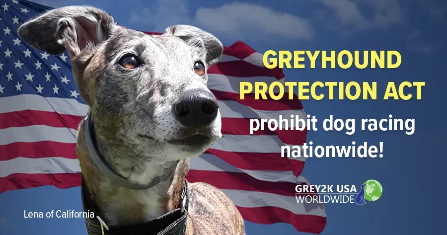 GREY2K greyhound protection act