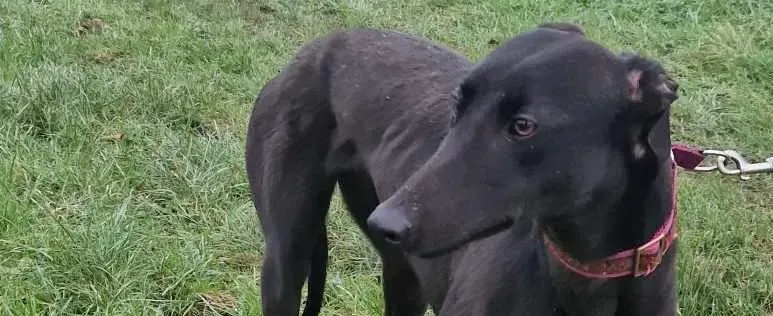 Gabana adozione levrieri greyhound 1 e1705514186135