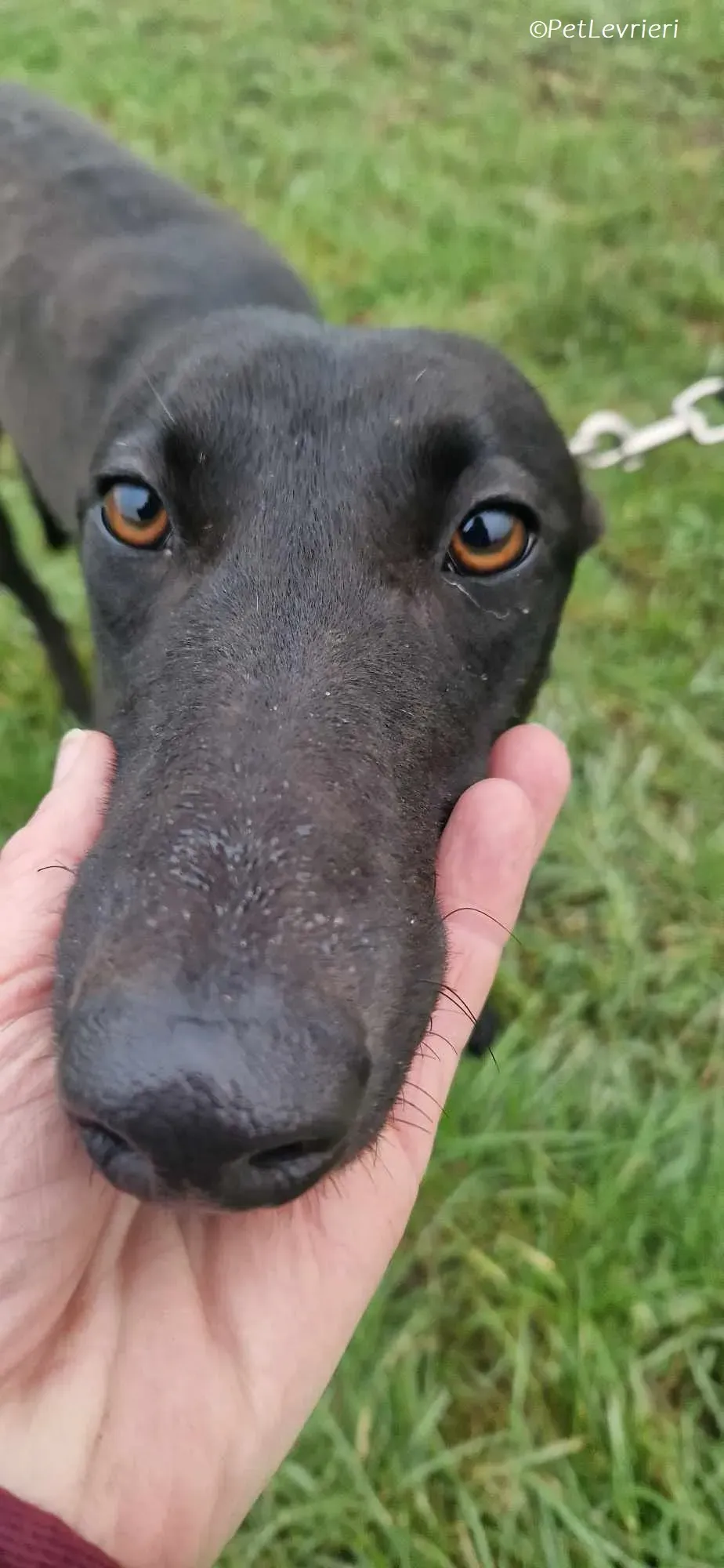 Gabana adozione levrieri greyhound 2