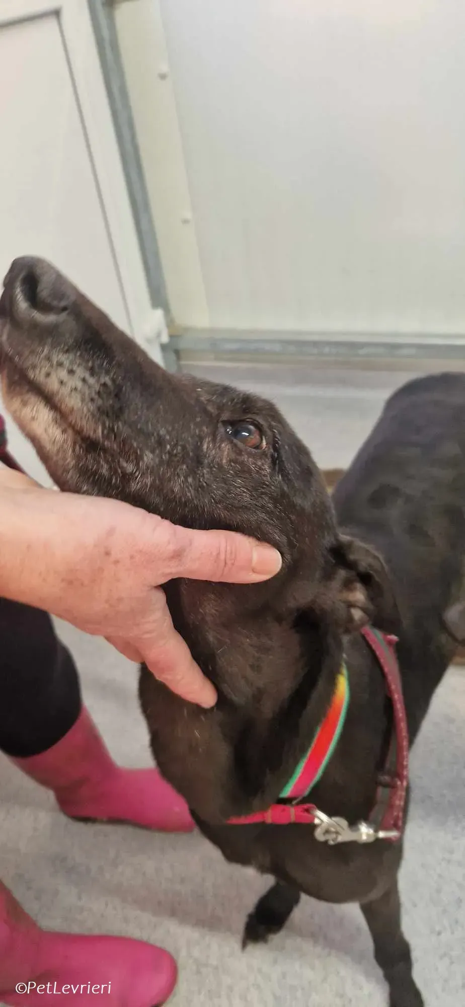 Gabana adozione levrieri greyhound 4