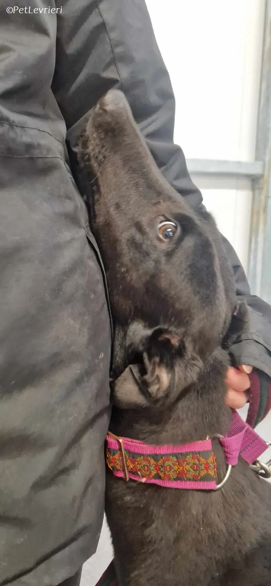 Gabana adozione levrieri greyhound 5