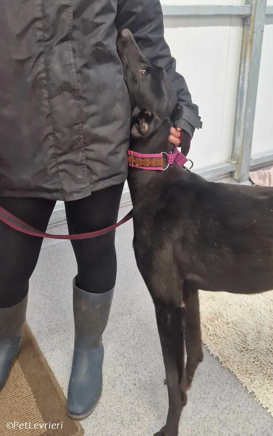 Gabana adozione levrieri greyhound 6