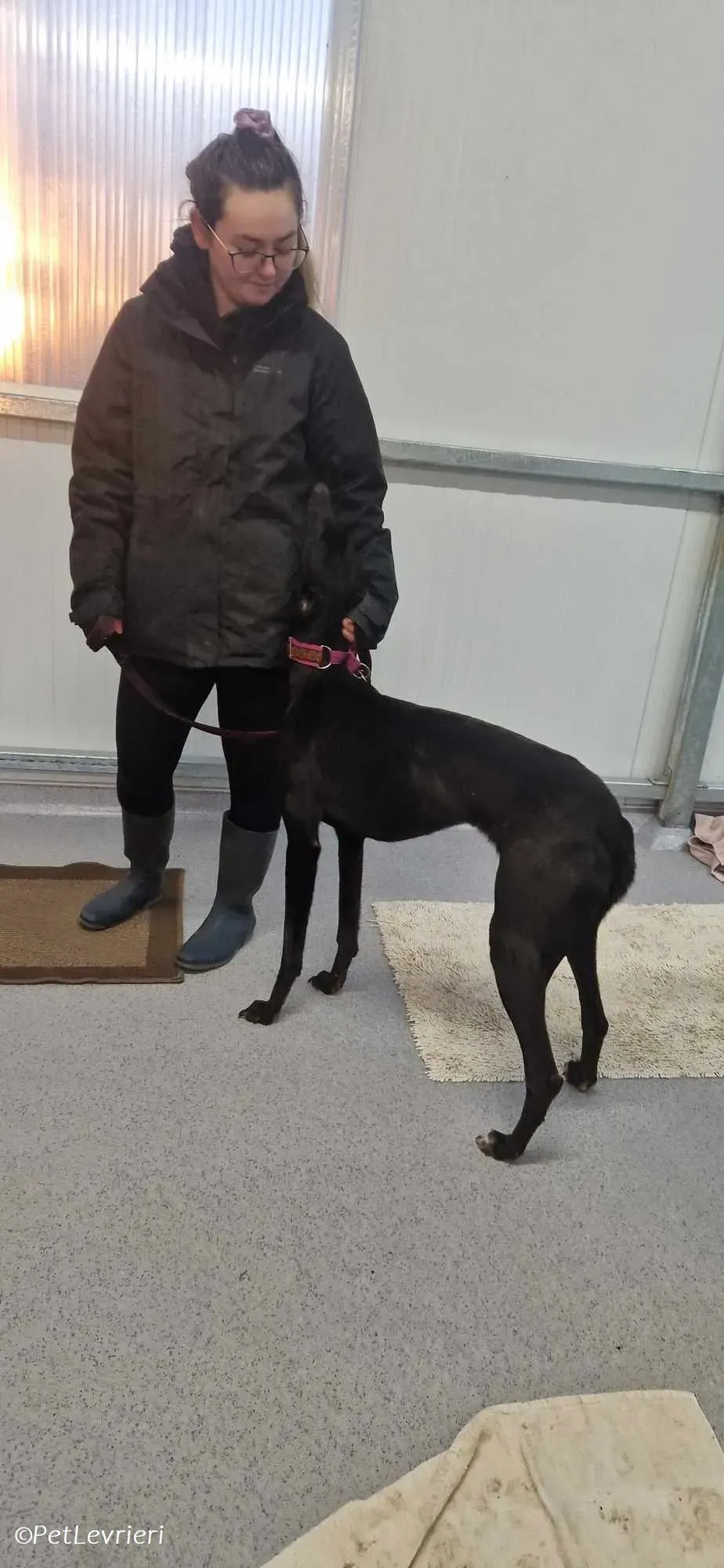 Gabana adozione levrieri greyhound 7