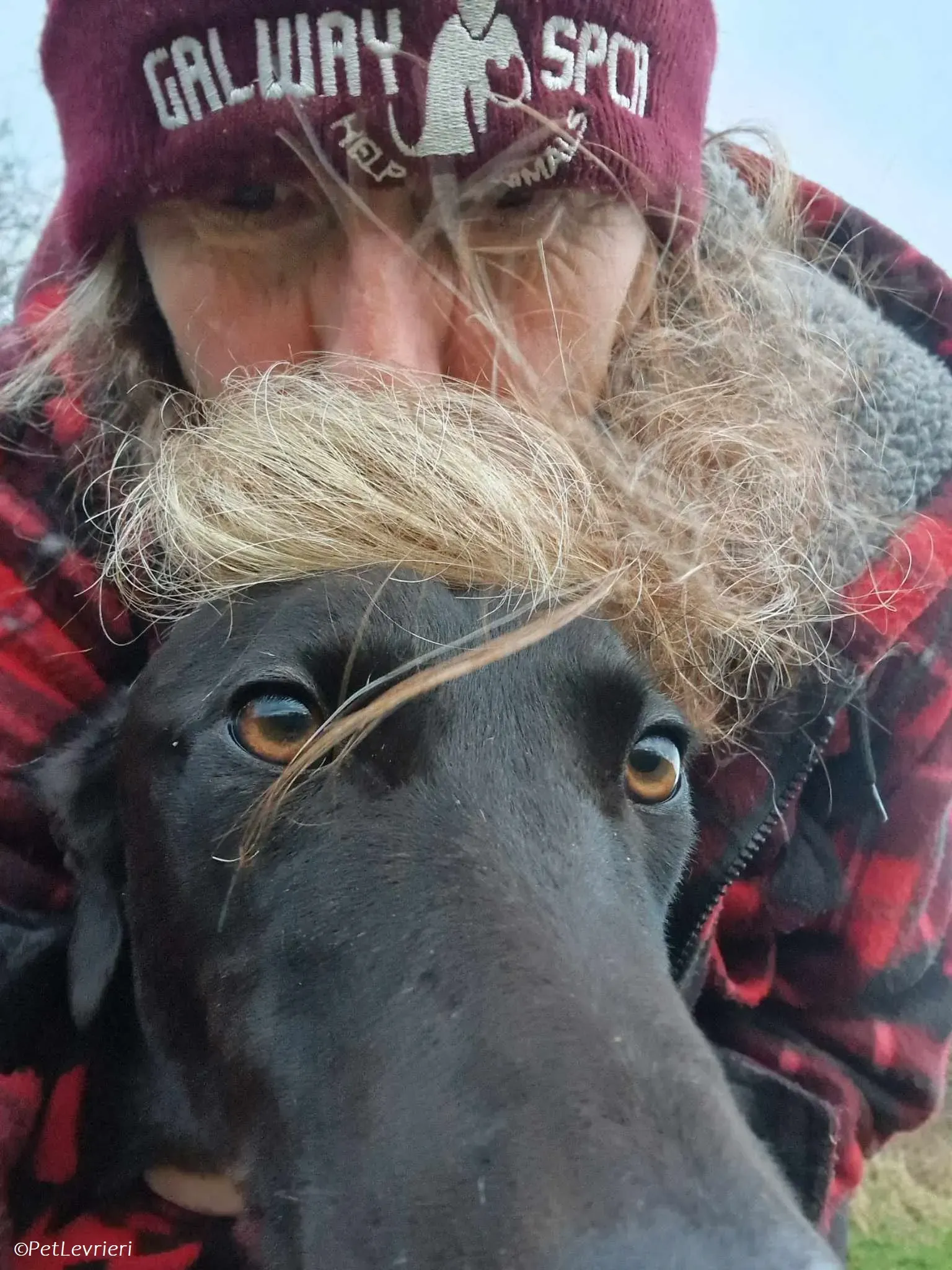 Gabbana adozione levrieri greyhound 10