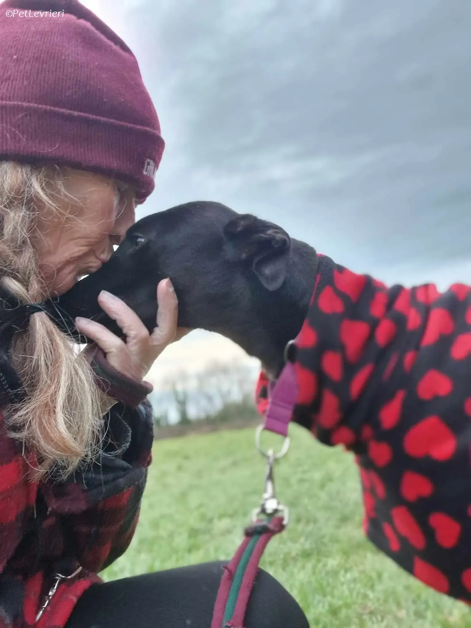 Gabbana adozione levrieri greyhound 11