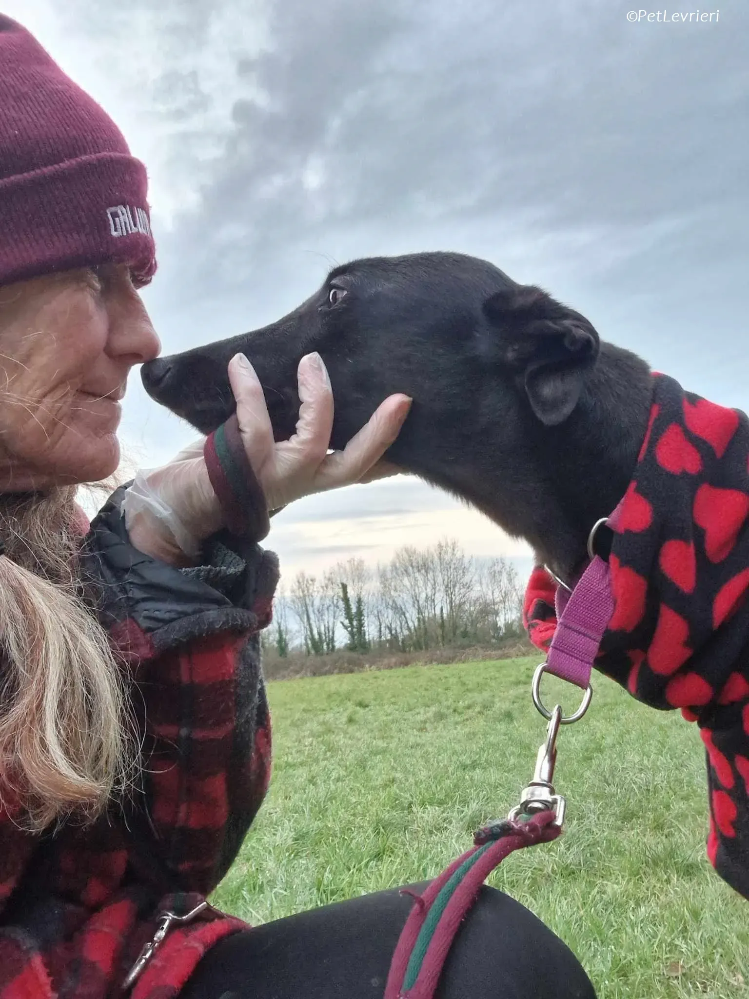 Gabbana adozione levrieri greyhound 12