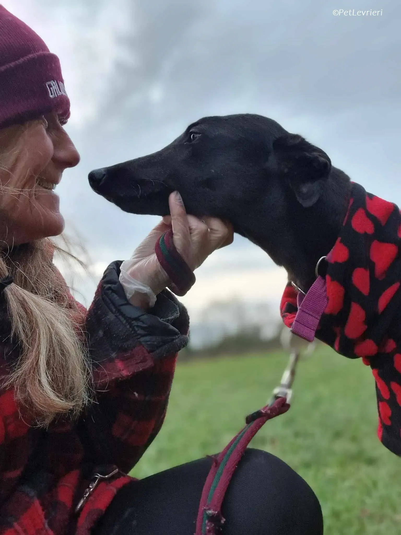 Gabbana adozione levrieri greyhound 13