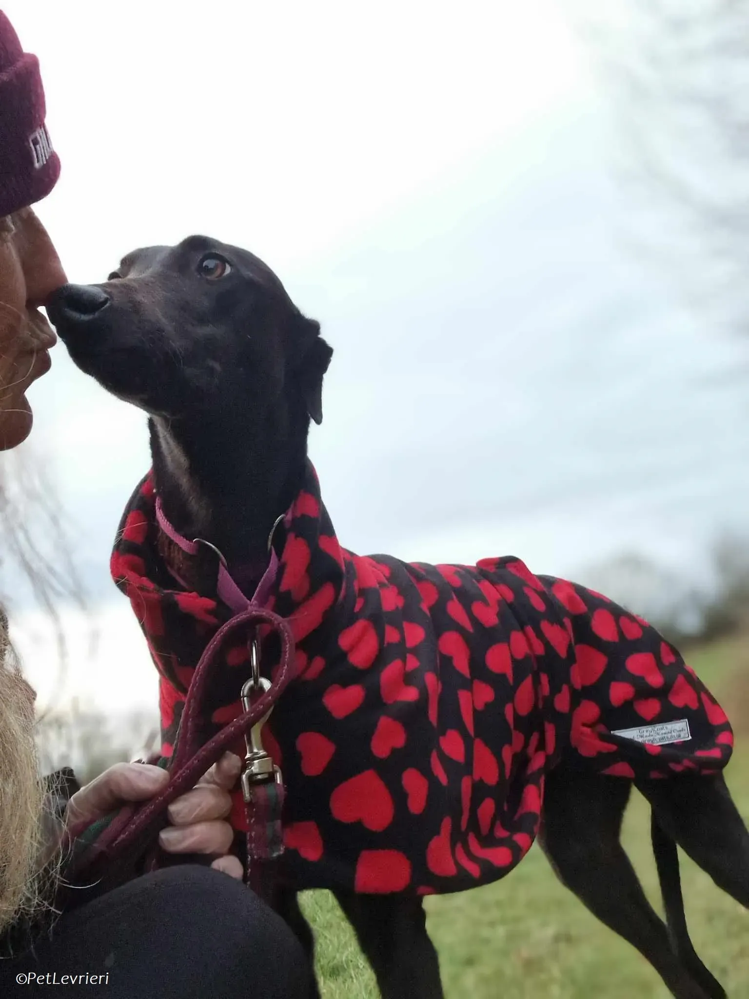 Gabbana adozione levrieri greyhound 14