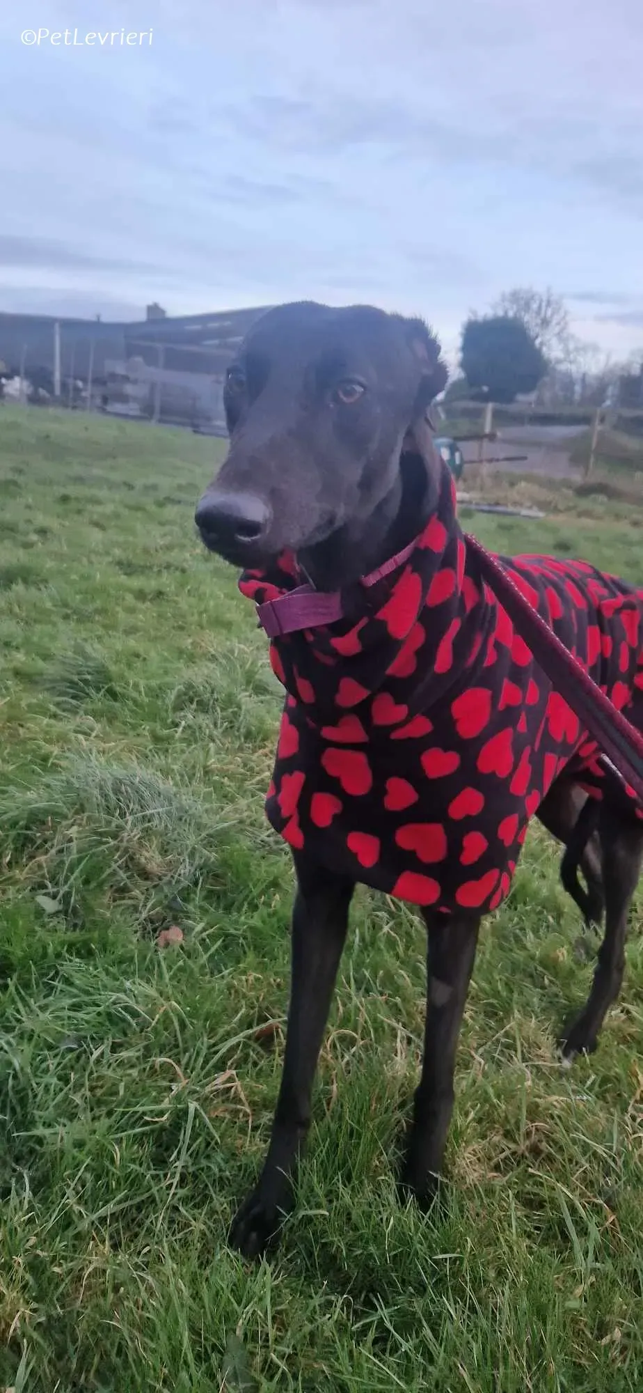 Gabbana adozione levrieri greyhound 8