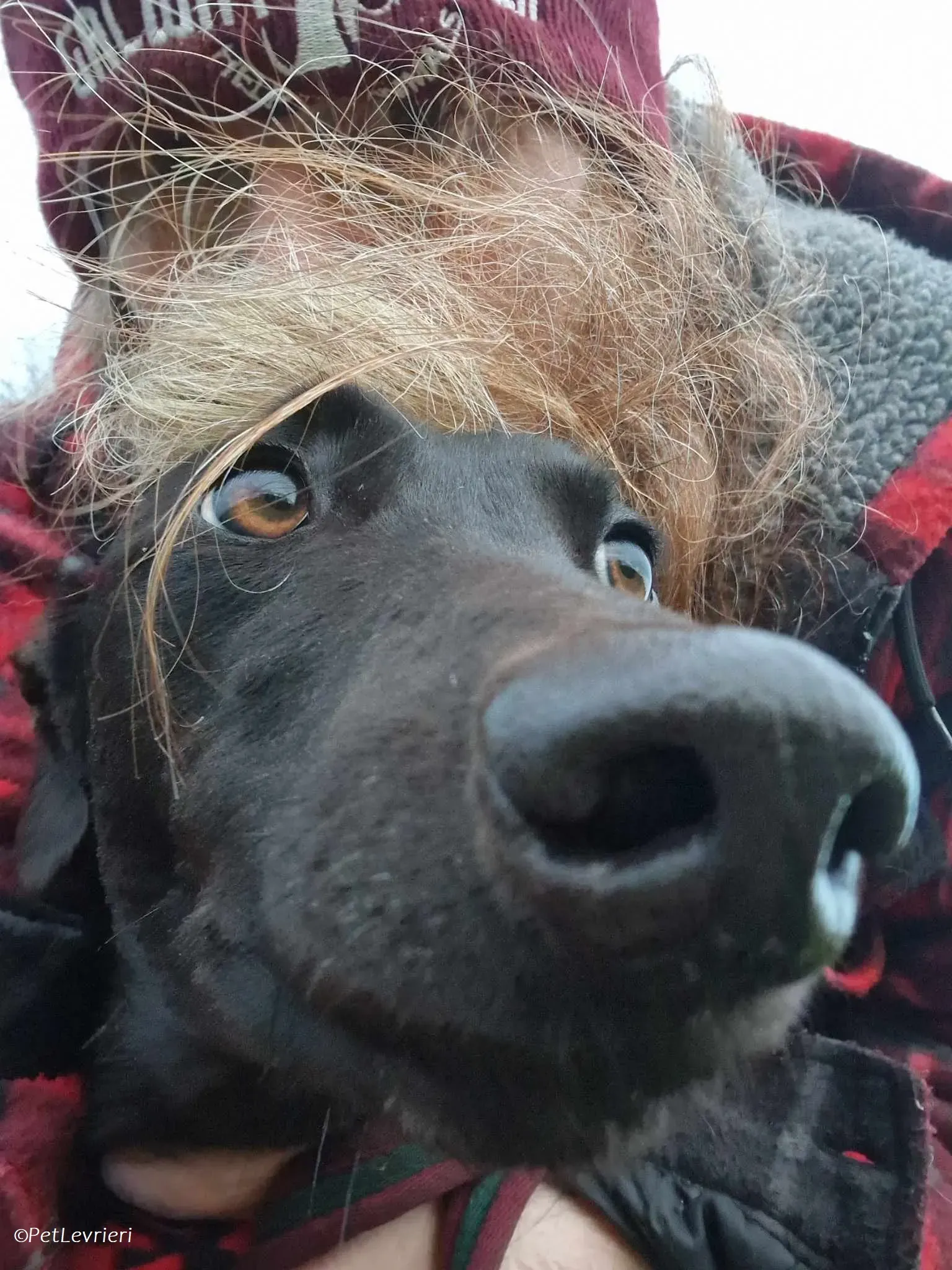 Gabbana adozione levrieri greyhound 9