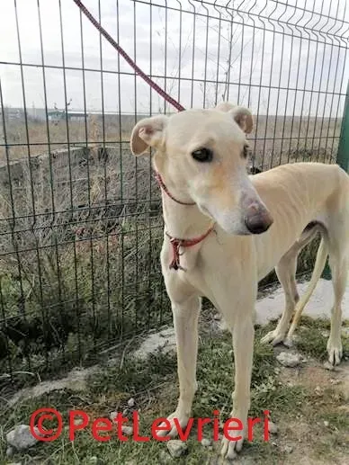 Gabriel adozione levrieri galgo 01 2
