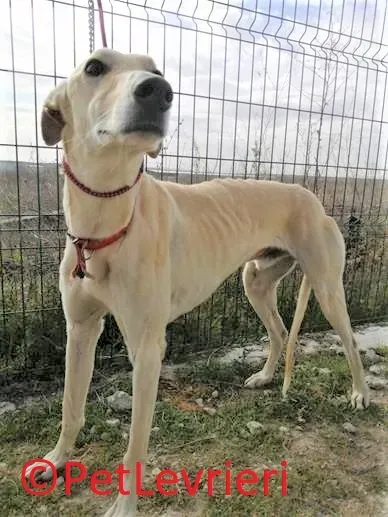 Gabriel adozione levrieri galgo 02 2
