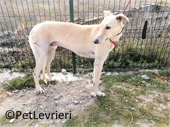 Gabriel adozione levrieri galgo 03 2
