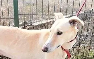 Gabriel adozione levrieri galgo 03 3