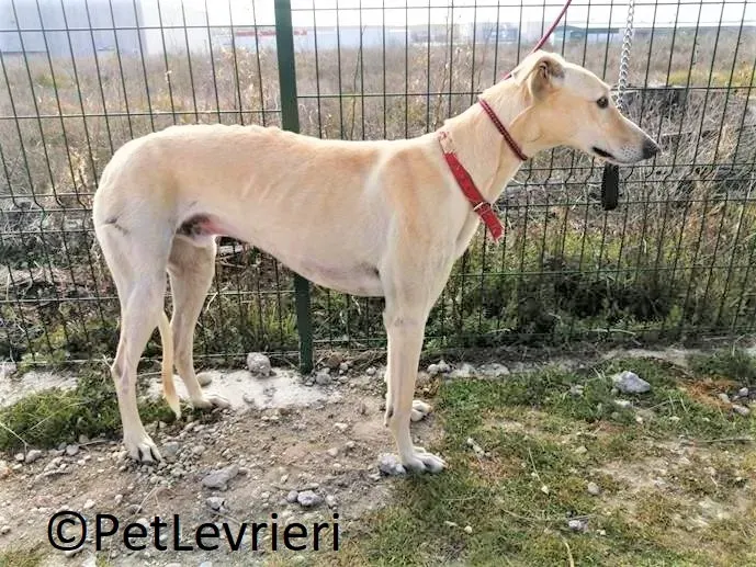 Gabriel adozione levrieri galgo 04 2