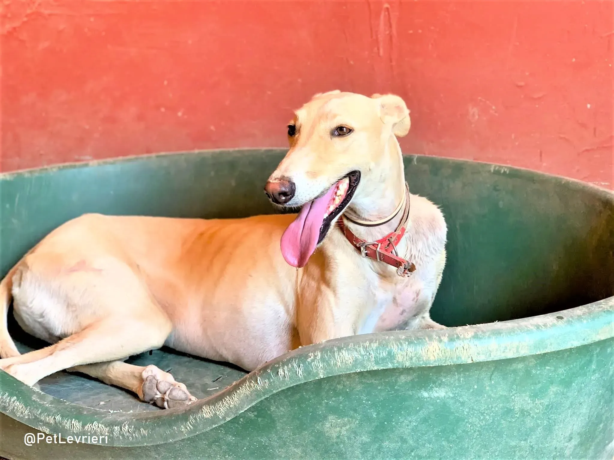 Gabriel adozione levrieri galgo 15 2