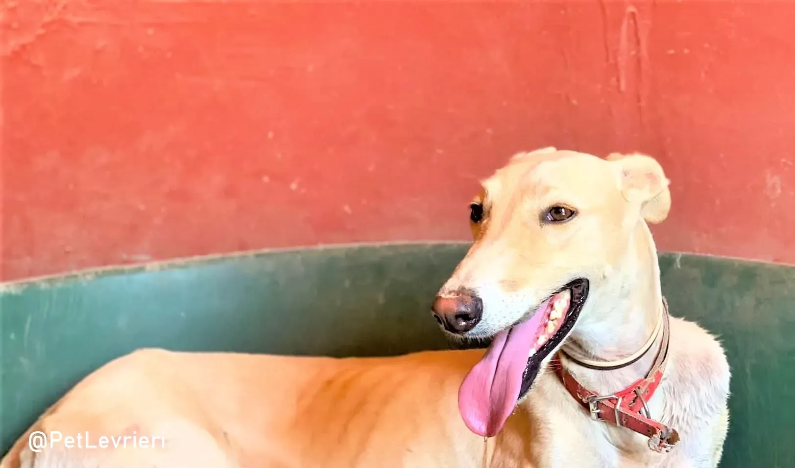 Gabriel adozione levrieri galgo 15 3