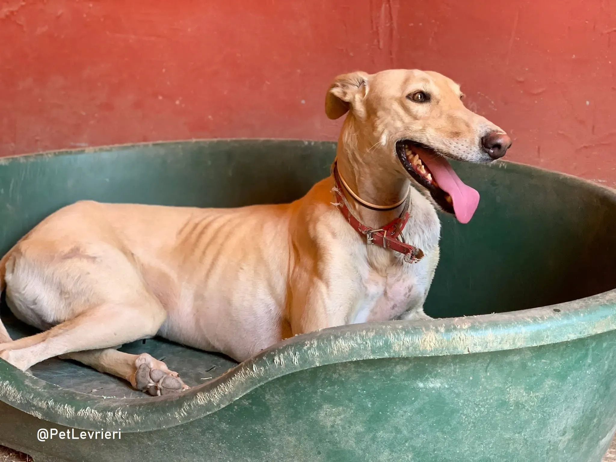 Gabriel adozione levrieri galgo 16