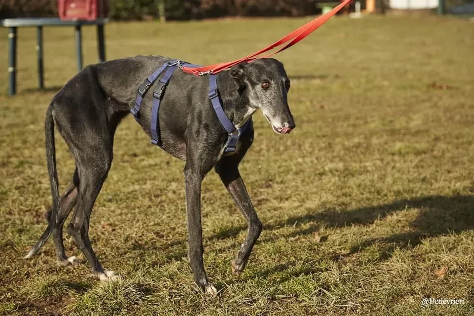 Gaia adozione levrieri galgo 02