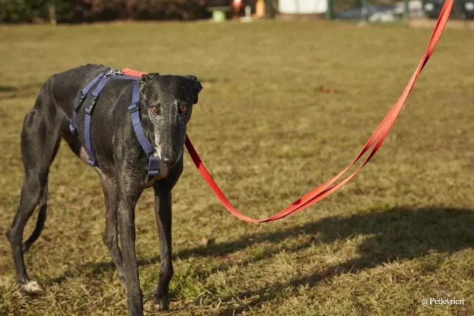Gaia adozione levrieri galgo 03
