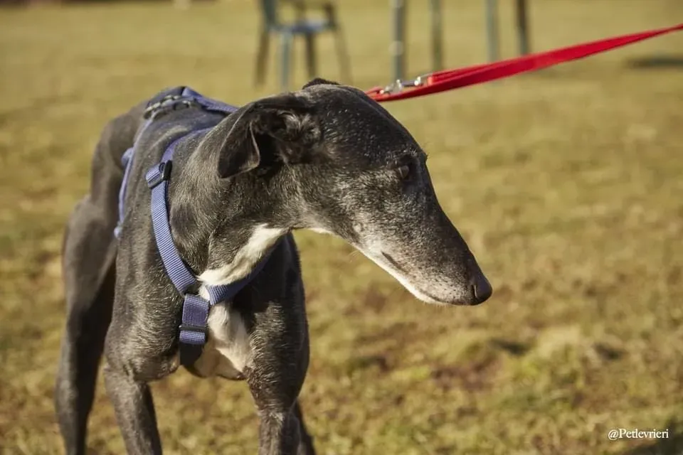 Gaia adozione levrieri galgo 04