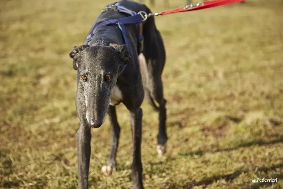 Gaia adozione levrieri galgo 05