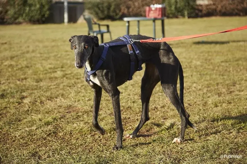 Gaia adozione levrieri galgo 06